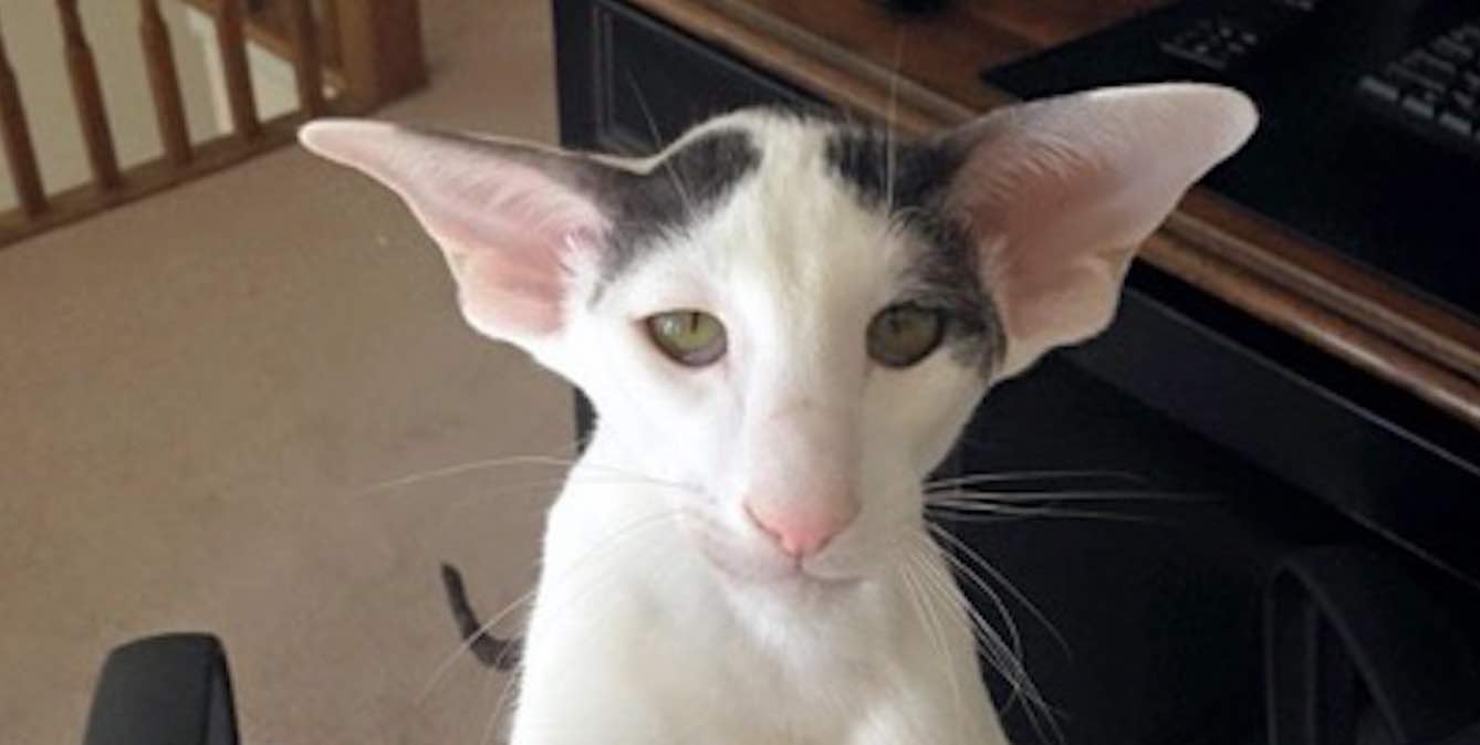Cat that hotsell looks like dobby