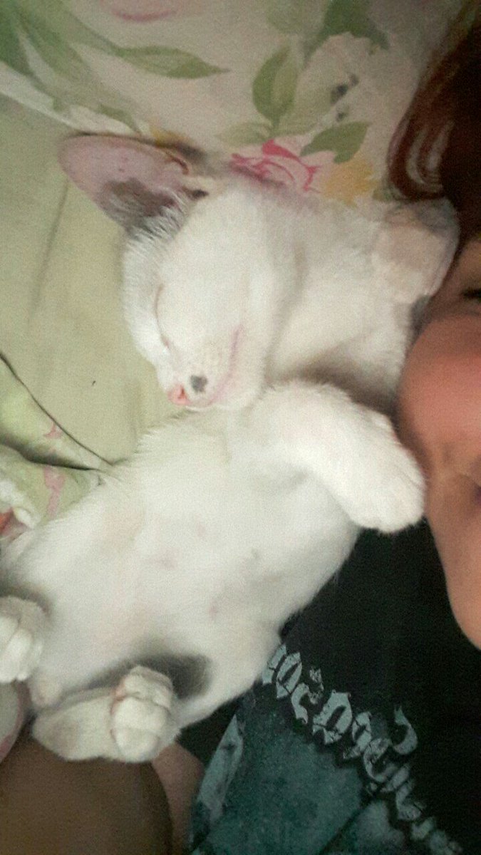 xfiorebertiche_'s tweet photo. Rescatarte fue lo mas lindo que hice en 2017😻 https://t.co/Gvo3lBQAcJ