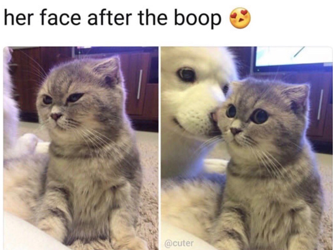 #dog #dogandcat #dogcatslove # funnydogs #dogsmemes #indiegames #mobile #cutepets #cuteanimal  #funnypets #hilariousanimals #dogevolution #pigevolution #coolgames #mobile