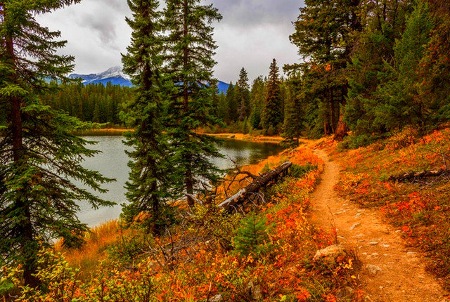 cfpedemonte's tweet photo. Path of the Lake #nature #landscape #trees #pines #shore #water https://t.co/3pew4Bz9B4