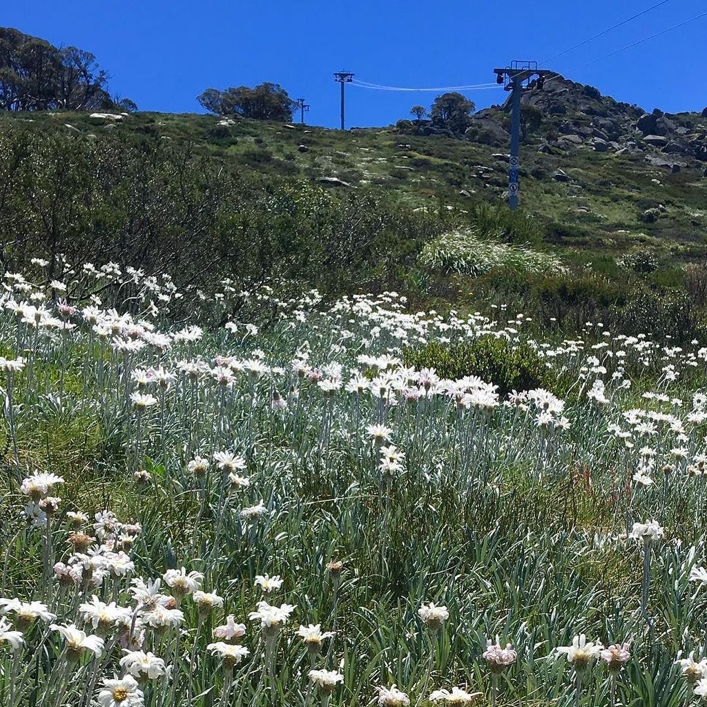 LoveOfJindabyne's tweet photo. Eyre T-Bar in full bloom!! .
.
.
#DestinationJindabyne #ForTheLoveOfJindabyne #LoveJindy #SummerintheSnowies  #NatureGirl #100ThingsToDoInJindabyne #CountryHoliday #SeeAustralia #VisitJindabyne #VisitNSW  #SnowyMountainsNSW #SeeNSW #TourismSnowyMountains… https://t.co/OzL4e6fUzn https://t.co/MBX19GgXHR