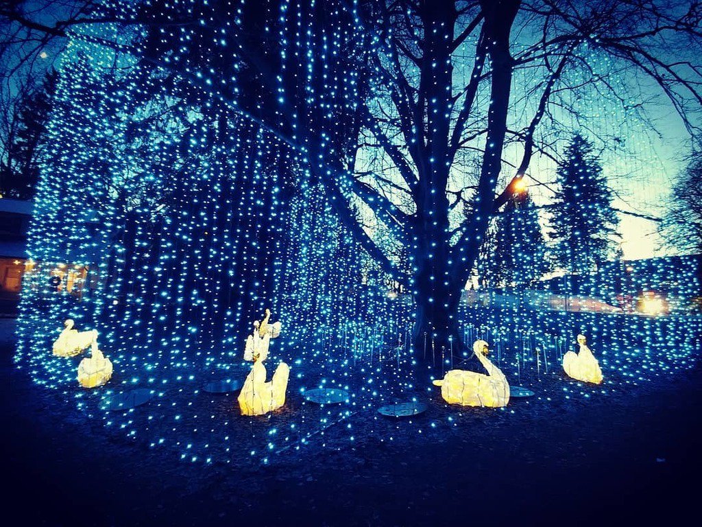 yibaoAC's tweet photo. Lights...#2017bestnine #instagram #explorebc #hellobc #vancouver #beatifulbc #imageofcanada #christmastree #christmas #merrychristmas #happynewyear #lights #burnaby #burnabyvillagemuseum #2018 #swan #narcityvancouver #dawn #birds https://t.co/RaEl4sKJmK https://t.co/3Q2tJf8uD4