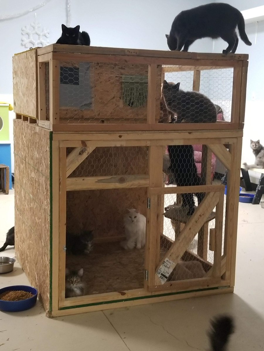 The kitties got this amazing chicken coop playhouse for Christmas!!!! The cats love it!!!
