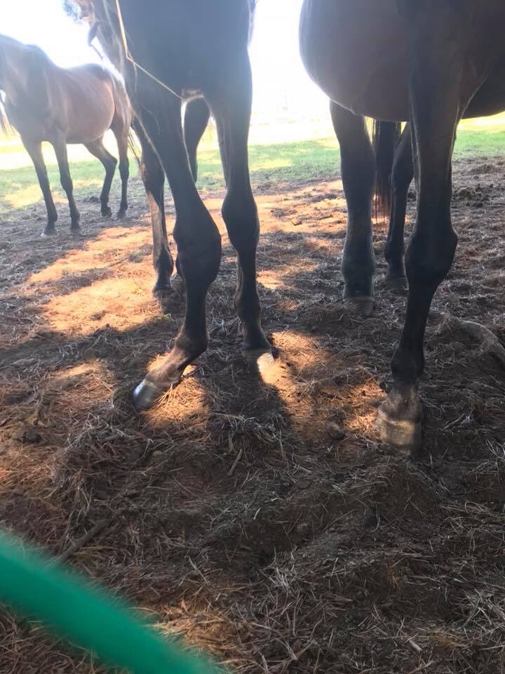 YargiAmy's tweet photo. Hi @RSPCA and @ACurrentAffair9 Please can you help us get help for these horses in Victoria. Countless complaints have been made and despite everyone’s best efforts, adequate action is not being taken. https://t.co/oGZpaoXa5e