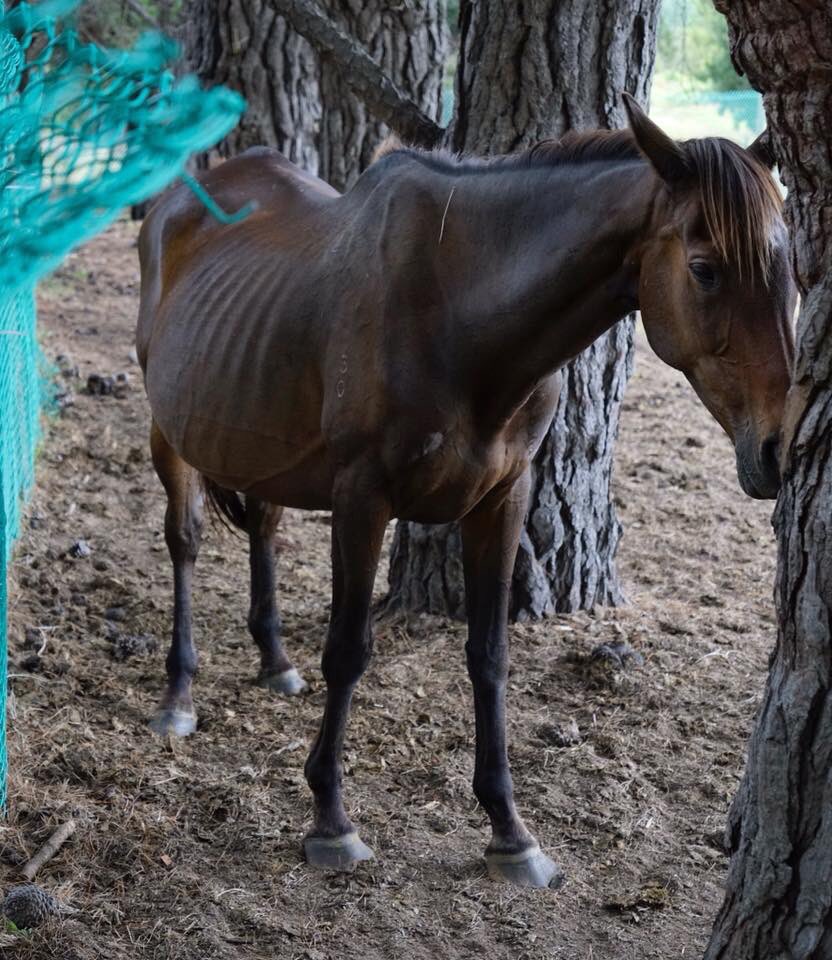 YargiAmy's tweet photo. Hi @RSPCA and @ACurrentAffair9 Please can you help us get help for these horses in Victoria. Countless complaints have been made and despite everyone’s best efforts, adequate action is not being taken. https://t.co/oGZpaoXa5e