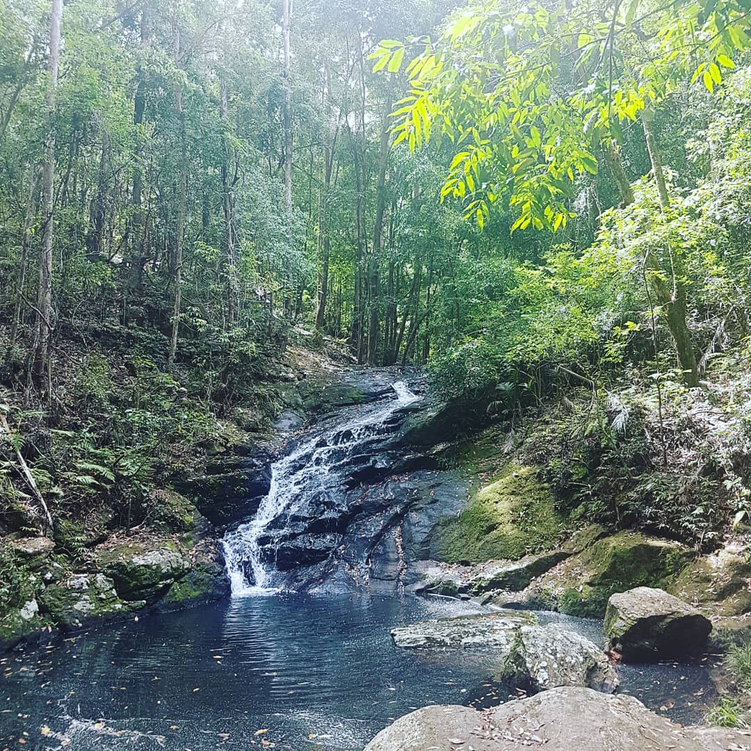 Say_I_will's tweet photo. Beautiful Kondalilla Falls #thisisqueensland @sunshinecoastoz @Queensland #falls @Australia #mybackyard #wouldntliveanywhereelse #SunshineCoast https://t.co/5Nl2J1cwNa
