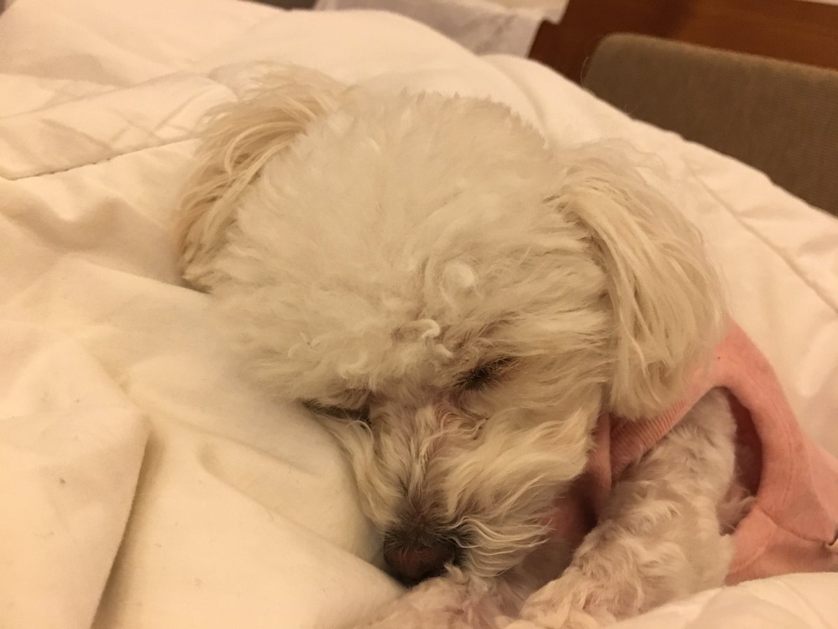 FlamingoPants's tweet photo. Nap time https://t.co/ElJi08spbS