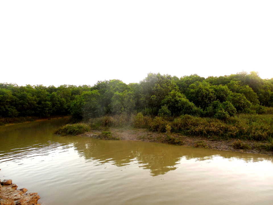 Wildodisha's tweet photo. Bhitarkanika are a group of islands in north-eastern Odisha yet to be explored, with trekking trails, unexplored beaches and dense forests, amazing variety of birds can be seen on the cruise to the island of Dangamal. also has a crocodile sanctuary, #wildodisha #Bhitarkanika https://t.co/GfKnUAnTwc