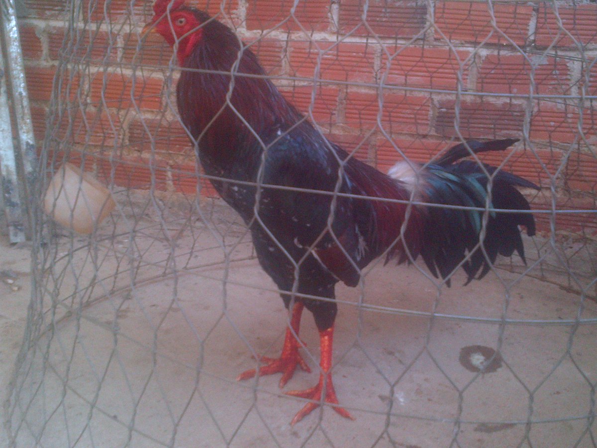 Gà đá Gia Kiệm. Cung cấp gà đá tiền uy tín chất lượng. - 32