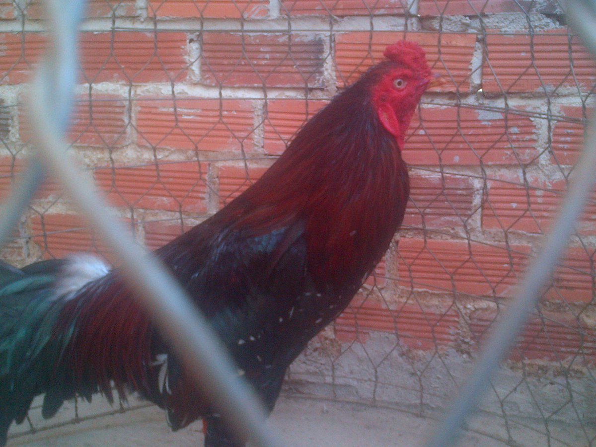 Gà đá Gia Kiệm. Cung cấp gà đá tiền uy tín chất lượng. - 33