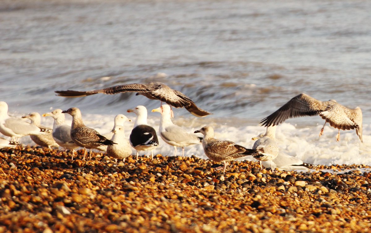 DealBeach tweet media