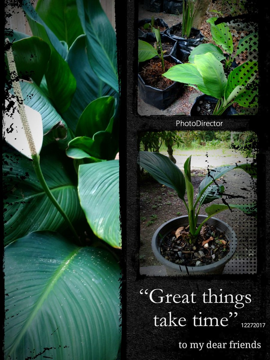CwSharman's tweet photo. LAMAN Nur-SURI - '' Nursery for Charity'' .... Open for business... Alhamdulillah.... Dengan niat suci #charity #nofixedprice #fund #communityservice #plants #plantsforsale #green #mothernature #MissEarth #Relieffund #community #needy #shelters #strayanimals ... https://t.co/WwhGXSsZiK