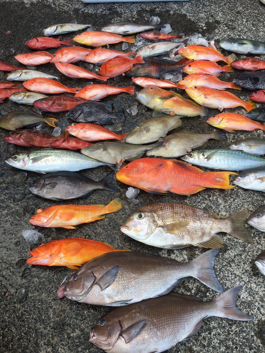 ট ইট র Kassy 八丈島での五目釣り 魚種が豊富なので 何が釣れるか分からないところが楽しい ট ইট র Kassy 八丈島での五目釣り 魚種が豊富なので 何が釣れるか分からないところが楽しい