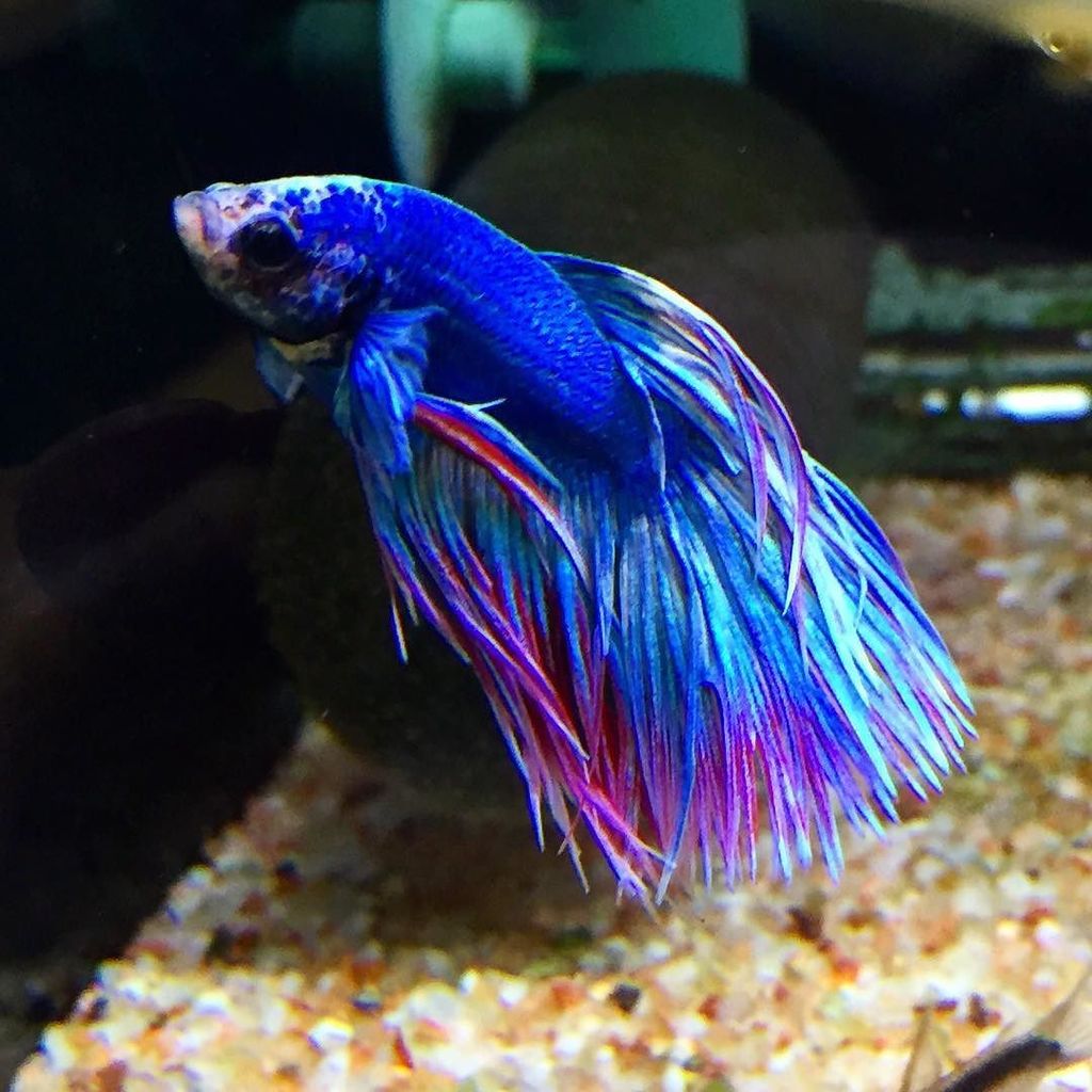 熱帯魚店 アクアフォレスト ソラマチ店でも多数のベタを取り扱っております 年末もぜひアクアフォレスト ソラマチ店へご来店下さい レイアウト水槽 水草 水草レイアウト 海水魚 熱帯魚 ベタ アクアフォレスト アクアリウム ソラマチ スカイツリー 熱帯魚店 アクアフォレスト ソラマチ店でも多数のベタを取り扱っております 年末もぜひアクアフォレスト ソラマチ店へご来店下さい レイアウト水槽 水草 水草レイアウト 海水魚 熱帯魚 ベタ アクアフォレスト アクアリウム ソラマチ スカイツリー