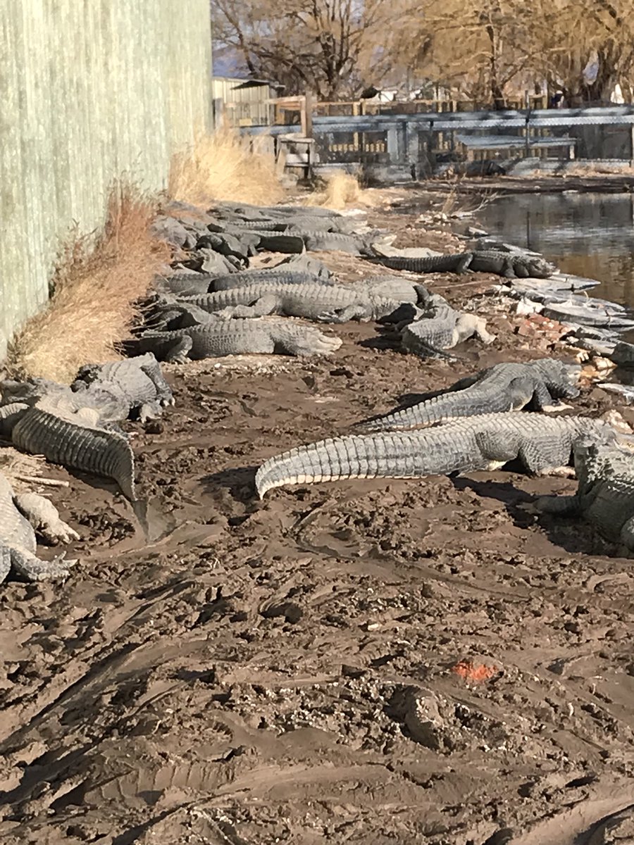 family6travels's tweet photo. Did you know thereβs an alligator farm in Colorado? π
#roadtrip #colorado #gatorfarm #alamosa π’#sanluisvalley @visitcolorado1 #familytravel #usa https://t.co/hGYa5Ocuyr
