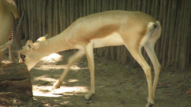 marokko's tweet photo. Inezgane: jagers ontvangen een boete van 50.000 dirham voor het doden van een gazelle - https://t.co/2yZRPftUlT
#marokko #inezgane #chtouka #jagers #boete #gazelle https://t.co/4Ux4bIbfTi