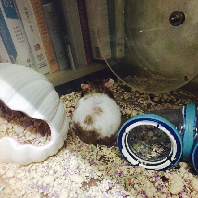 DustMochi's tweet photo. 귀여운 뒷통수-🐭 https://t.co/sO4fzY8JmY