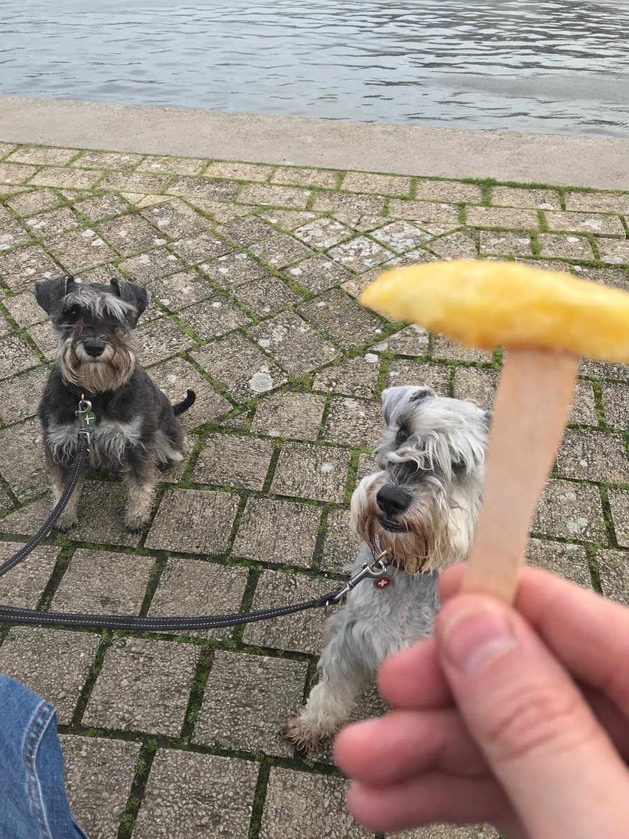 BrilloSchnauzer's tweet photo. Pals am back @HarbourHeights1 @DartEveryTime for holibobs wid meez Doris @hmglassart @DefineTheLight -  went for walkz on the harbour, guess wot had for lunch https://t.co/ZfypZKIDyo