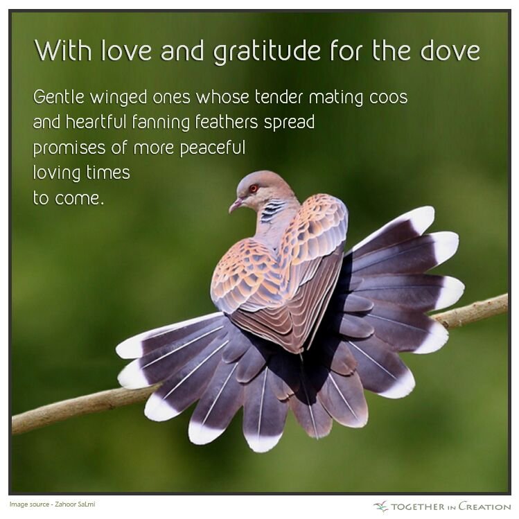 7DaysofRest's tweet photo. love for the #dove
#7daysofrest
https://t.co/3U5xsRn6u7 https://t.co/zXPsEr5lr6
