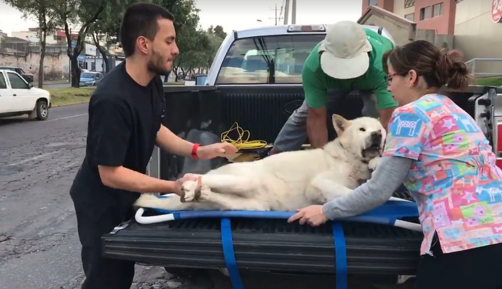 tomebamba's tweet photo. AMT Quito despide a agente de tránsito que detuvo camioneta en emergencia con mascota https://t.co/dltcdePqSQ /ElUniverso https://t.co/vxQN6aoGLF