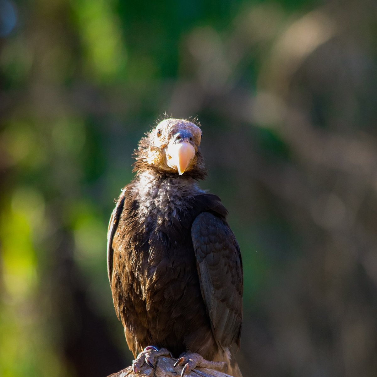 tedfletcher's tweet photo. Went and spent some time at the Zoo today. When I was a kid one of my favorite movies was @disney "Condor Man" wish they had made a sequel . . . #condor #zoo #gettyimages #istock #nature #youpic #youpicnature #greatescapepublishing #greatoutdoors #zoo #birds #animials https://t.co/VC1VrWSUe8