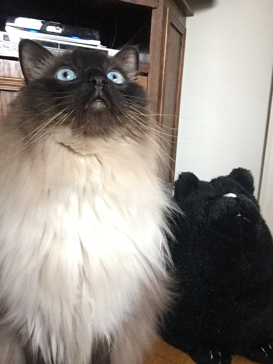 HerculeCat's tweet photo. My new friend doesn’t say much. #catsoftwitter #Caturday https://t.co/M4dpjanFn6