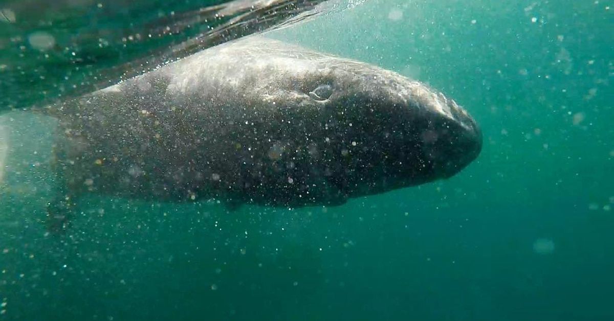 terrinakamura's tweet photo. 512-Year-Old Greenland Shark May Be the Oldest Living Vertebrate on Earth https://t.co/O6Um6PZjUy #Nature https://t.co/gjkNdSyq3r