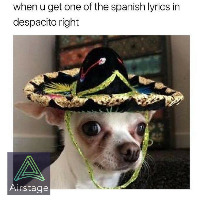 #Despacito #Chihuahua