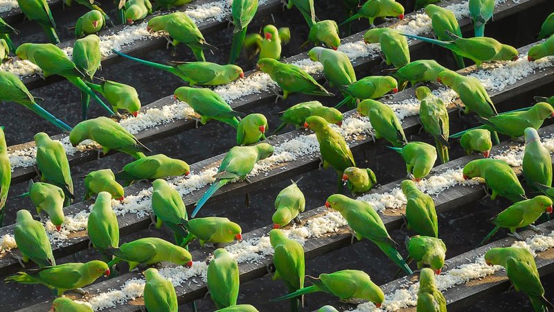 ParveenKaswan's tweet photo. Meet Joseph Sekar of 62 from Chennai, a camera mechanic also known as India's birdman, who since 2004 feeds an average 4,000 birds every single day, spending half of his daily wage. #amazingIndian https://t.co/c32mKgWx9q