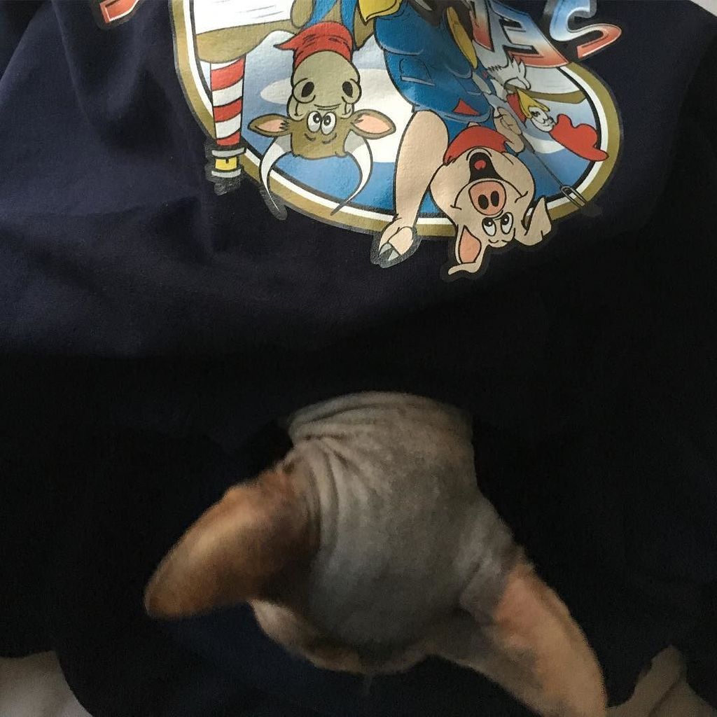SeaSideSmokers's tweet photo. New team sweatshirts. Approved by Tori😂
.
.
.
.
.
#seasidesmokers #bbqteam #sphynxcat #sweater #bbq #bbqnl #barbecue #bbqporn #grillporn #grill #grilling #bbqblogger #bbqlife #bbqtales #instabbq #bbqlovers #bbqlover #toriamosthecat https://t.co/MYxS8pilbN https://t.co/Q8ys4eKG4f
