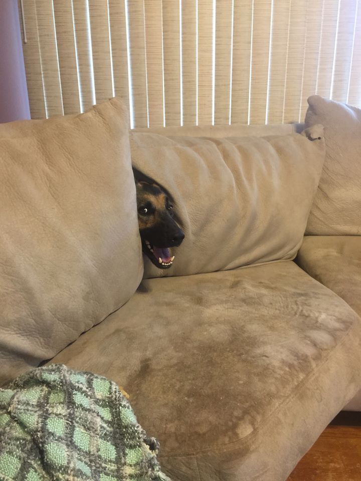 NWPetFair's tweet photo. 17 Pictures That Sum Up What It's Like To Own A Dog https://t.co/hePH3OgBsZ https://t.co/pFAXkuGdgt