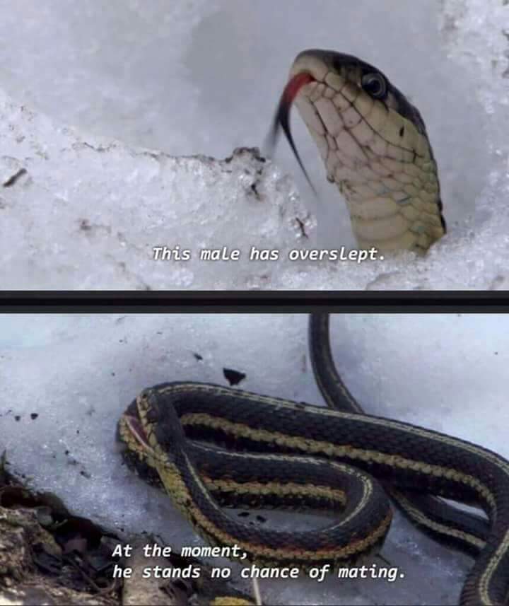 "I have overslept..."