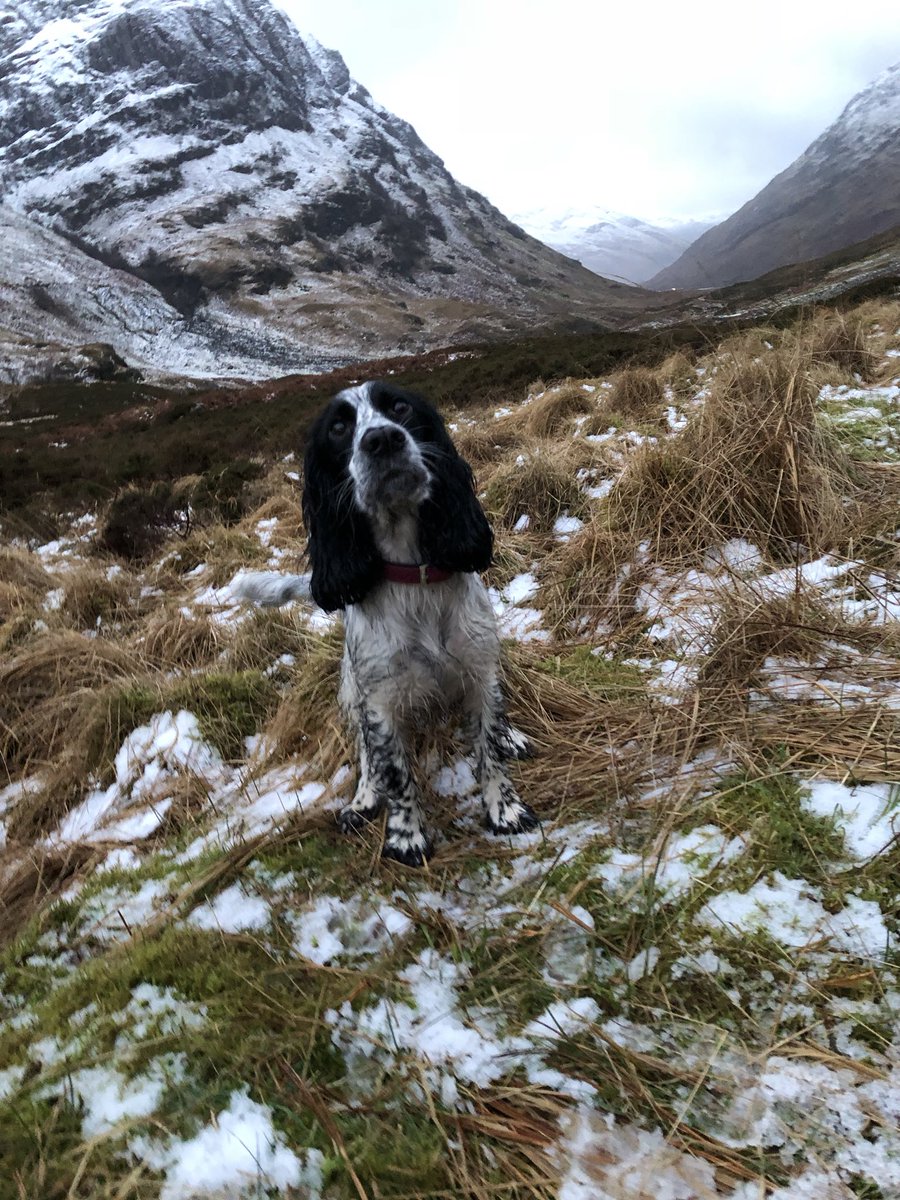 ionassociates's tweet photo. #WearTesting @GrubsBoots #DiscoverTheDifference in #GlenCoe with #Daisy #CockerSpaniel #waterproof #comfort #grip #warm https://t.co/TivqbQLijU
