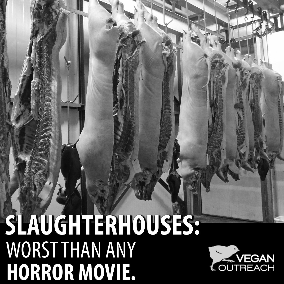 veganoutreach's tweet photo. https://t.co/B90LANGQjm