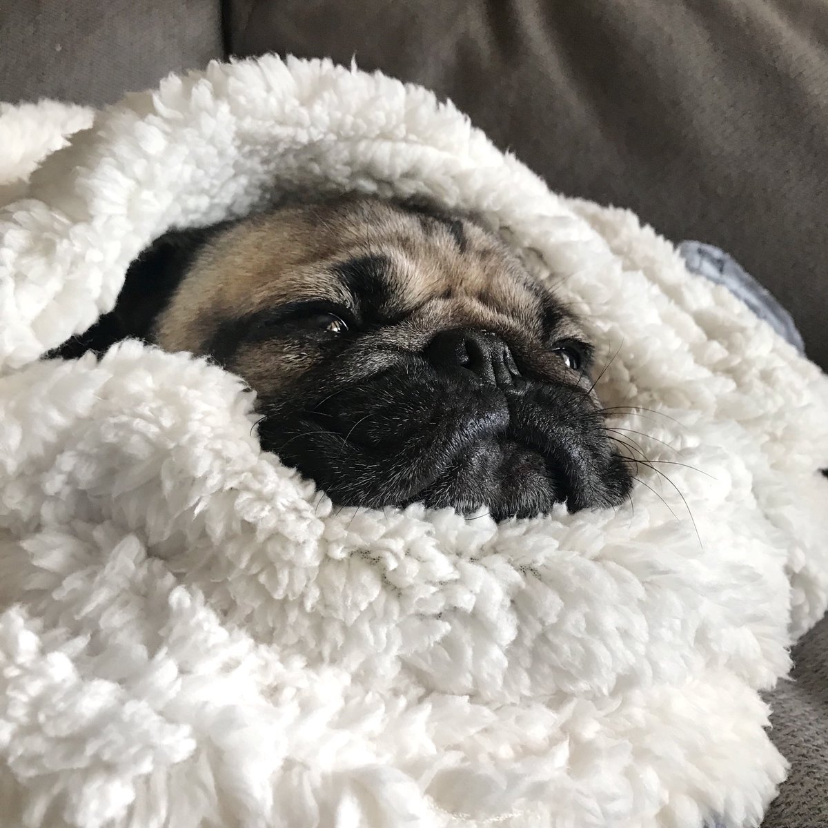 itsdougthepug's tweet photo. Not moving today https://t.co/ASKn8iGk0b