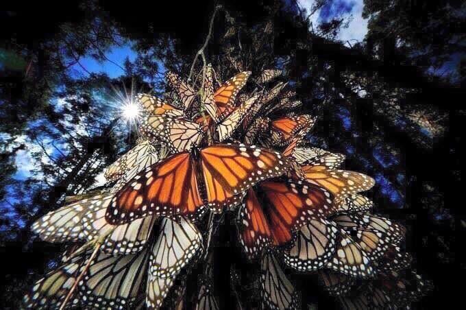 Wilfrido_LM's tweet photo. Si Vienes a Michoacán, Solo Te Arrepentirás de Dos Cosas, de No Haber Venido Antes y de Regresarte Tan Pronto #ExperienciasMichoacán https://t.co/VEuSF7KYuC
