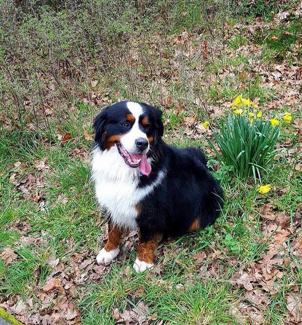 ZeniStore's tweet image. PLEASE HELP!!! GRYPHON HAS GONE MISSING!
Last seen Dec. 27th on River Terrace Nanaimo!
Please call 250-754-1722 with any information!