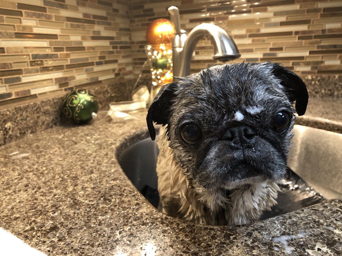 IgorPugDog's tweet photo. @mehm67 @blaufman @TheTerribleHook @BruceintheCity @shantellebisson @jules7252 @lahassler @marionehardy @Marylenemorin Sorry bout your luck Buster....#hategettingwet https://t.co/2sOwJBiqKn