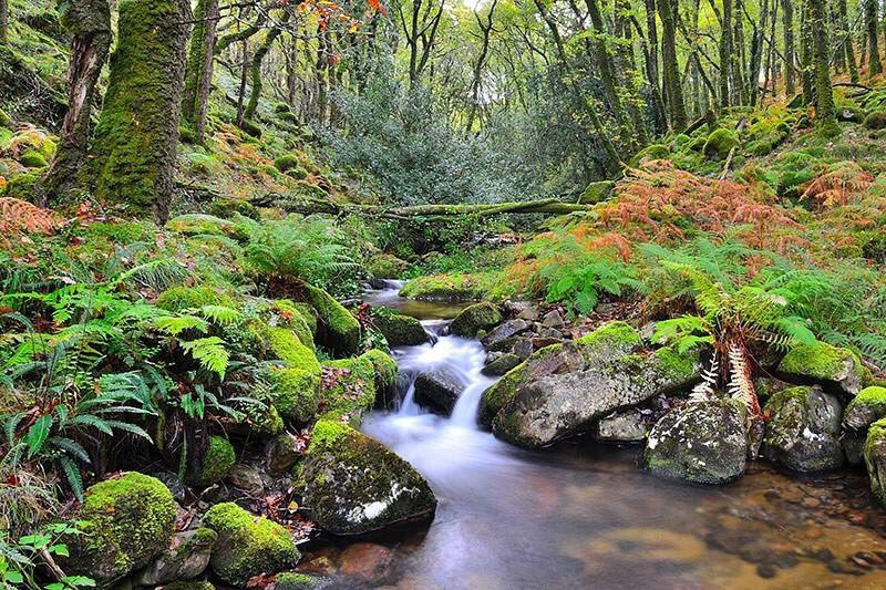 TreeTopEscape tweet picture