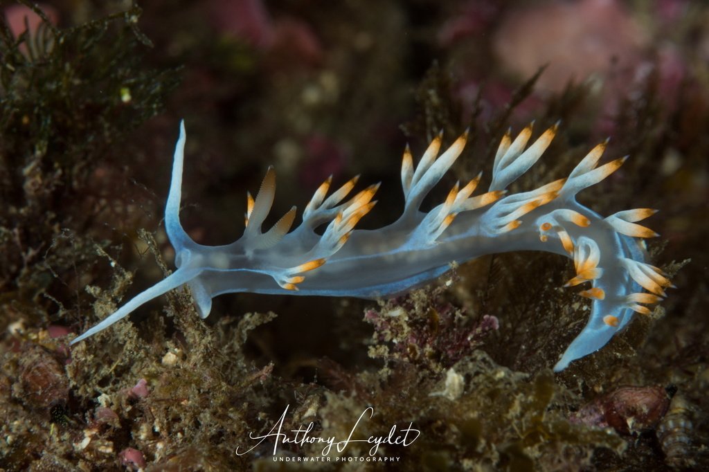 zesea's tweet photo. This little jewelry is a nudibranch called white flabellina (Flabellina babai) that we can meet in mediterranean sea. Shooted with Olympus OM-D Em5 mkii in @isotta_underwater_housings with zuiko 12-50mm and the Quantum macro lend by Dyron #plongimage
.
.… https://t.co/vFo5DT42AF https://t.co/e7VaqCPXD0