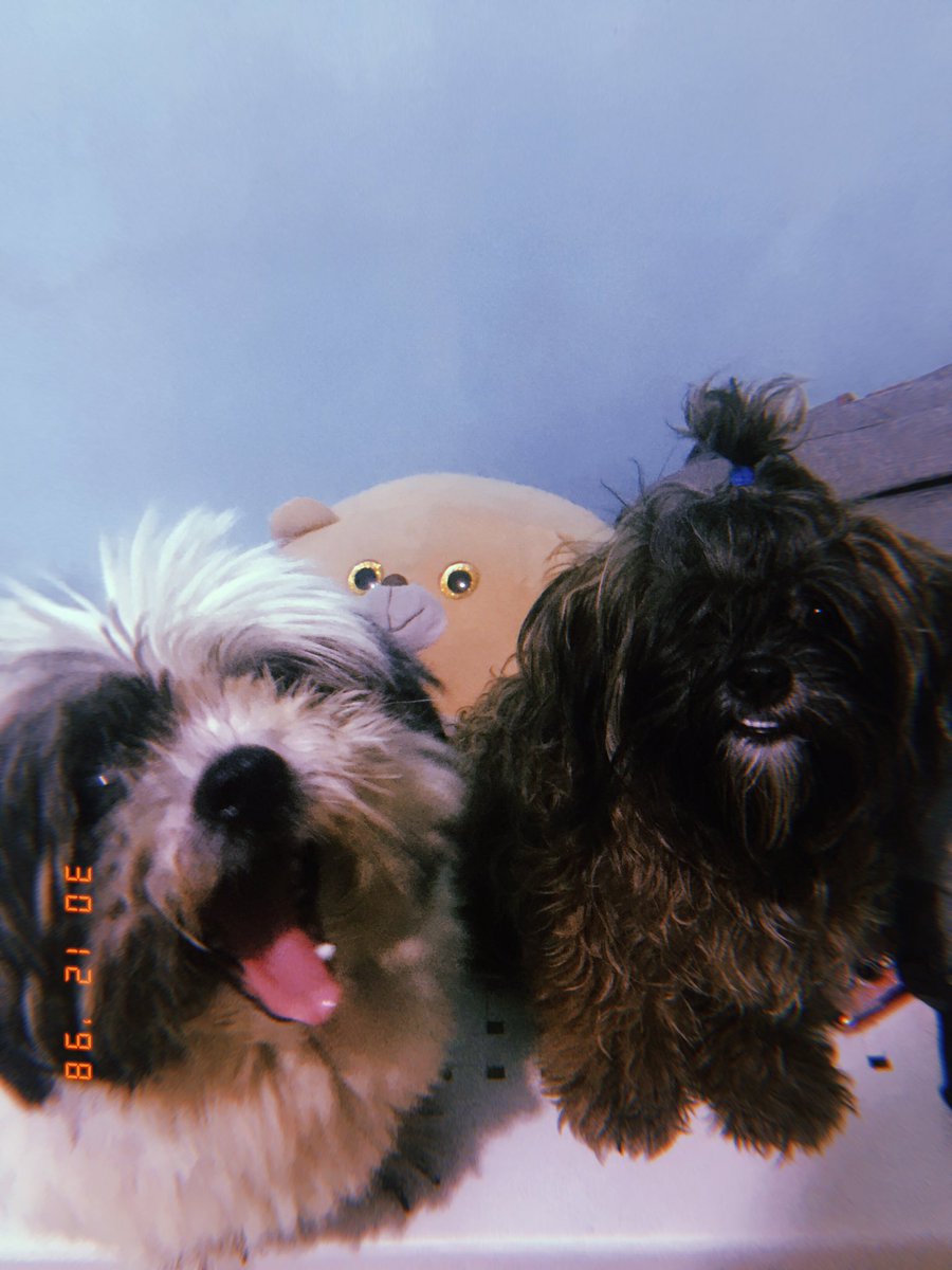 itsMGVstpd's tweet photo. huy! sobrang cute ng babies ko 😭😭😭 https://t.co/xgUX7bFqf4