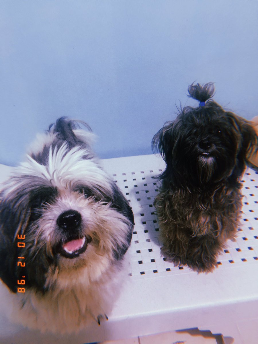 itsMGVstpd's tweet photo. huy! sobrang cute ng babies ko 😭😭😭 https://t.co/xgUX7bFqf4