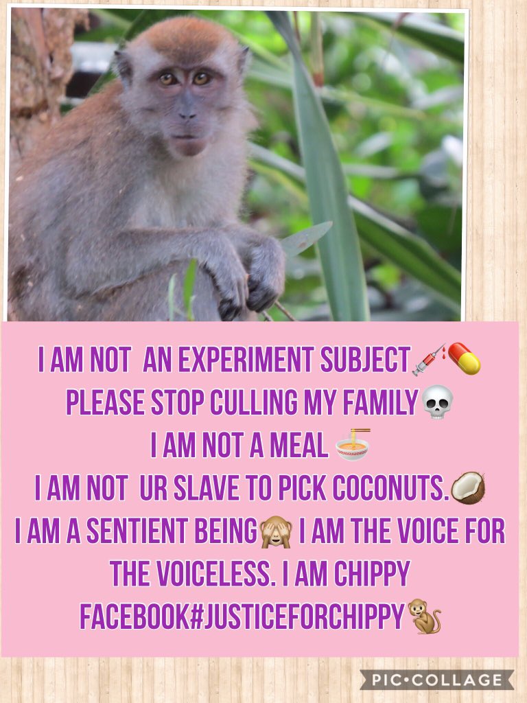 chitayat_PO's tweet photo. @AlisaRusBuffo @greennomad61 @nadeeavolianova @6854afsππΎπ like & share our education & awareness and rescue network page on Facebook πJustice For Chippy #StopLabTesting #StopAnimalSideShows#StopCullingMacaques ππΎππππΎπ
Thank u 4 ur continued support πππΎππΈπΊ https://t.co/Z82nnP6I6u