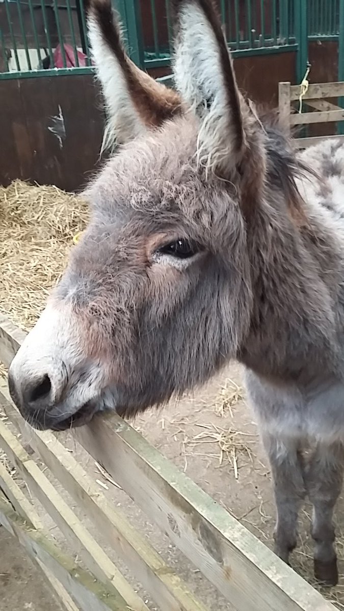 bethjwhiteside's tweet photo. Scenes of Cornwall :-) #Gwithian #Annspasties #happydonkeys at #flickafoundation https://t.co/vJh9IUlUD3
