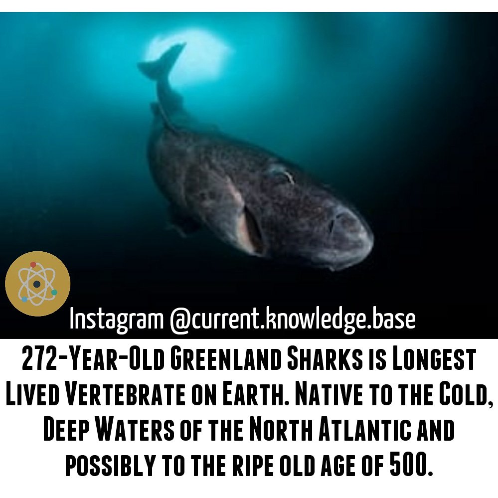 FactPro_'s tweet photo. 272-Year-Old #Greenland #Sharks is Longest-Lived #Vertebrate on #Earth. #Native to the Cold, #DeepWaters of the #NorthAtlantic and possibly to the ripe old age of 500.
#goodbye2017
#Year2018 #lastdaysof2017 #Padmavati #Padmavat #Antarctica #science #TigerZindaHai https://t.co/n4JexH1VFr
