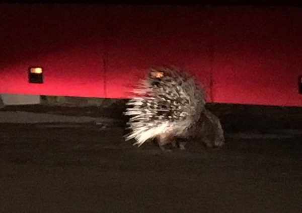 NZ-Blogs tweet media