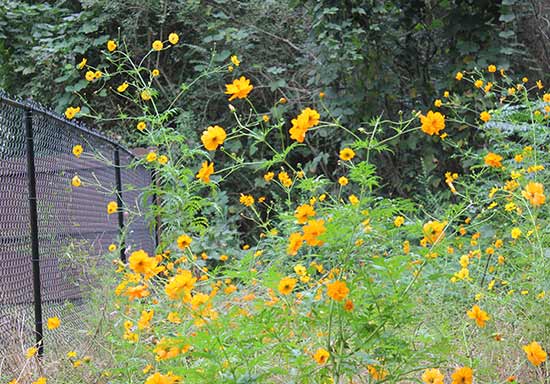 Ledbetter_Comm's tweet photo. Diary of a Garden, music by yours truly 
https://t.co/m3pPPu80xJ https://t.co/BqpmOSo26v
