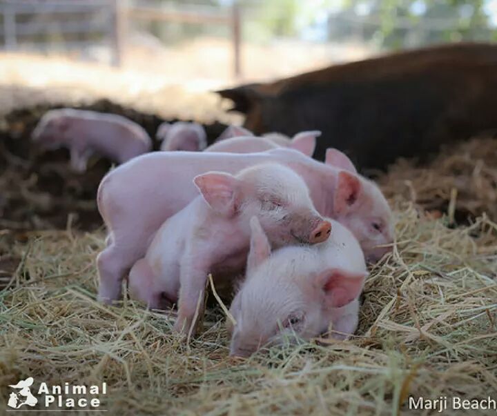 LaReina684's tweet photo. Beautiful little piglets #animalplace @Animal_Place #GoVegan https://t.co/ngyi4mcMIH