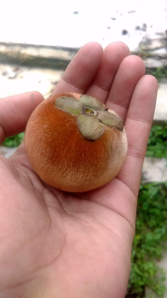 mayakmrlzmn's tweet photo. Common Name: Buah mentega, Butter Fruits, Velvet Apple, Velvet Persimmon or Mabola tree
Scientific Name: Diospyros blancoi
sym: Diospyros discolor
Family: Ebenaceae
Order: Ericales
#nature #mabolatree #butterfruit #mentega #velvetapple #velvetpersimmon #loveofacommongirl https://t.co/E4vsWCyN14