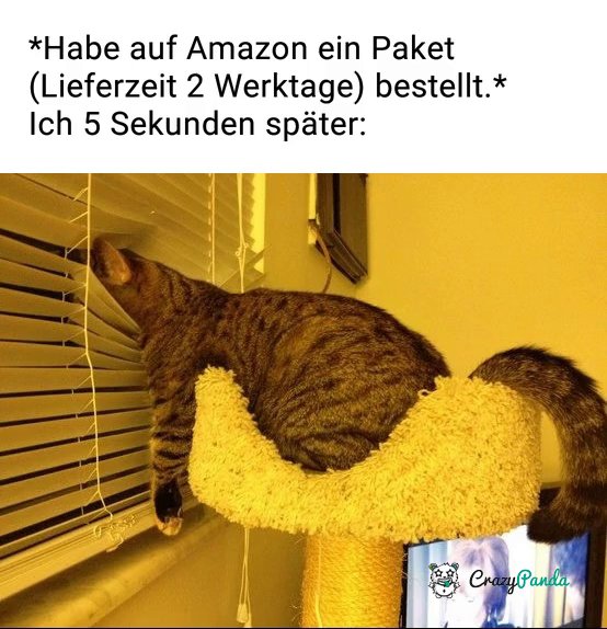 Crazy Panda Onlineshopping Katzen Einkaufen Lustig Memes Amazon